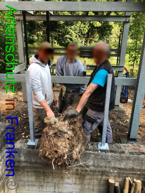 © Artenschutz in Franken® / Francken Bild zum Eintrag (1057084-160)