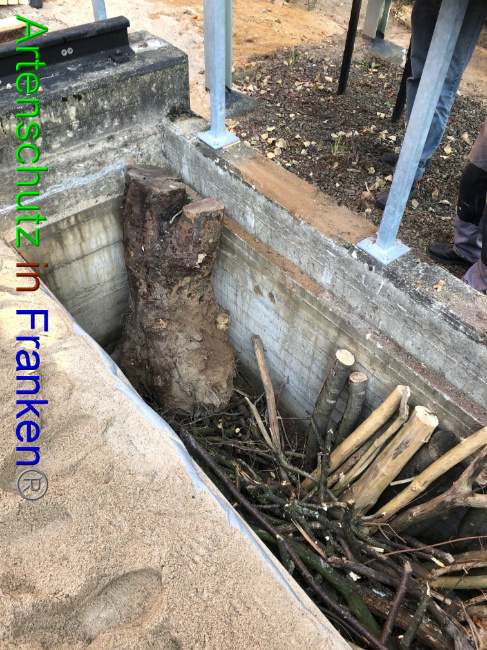 © Artenschutz in Franken® / Francken Bild zum Eintrag (1057085-160)