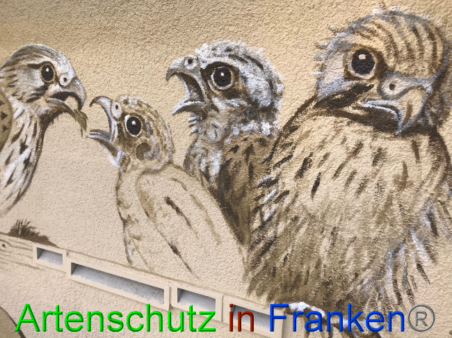 © Artenschutz in Franken® Bild zum Eintrag (1057372-160)