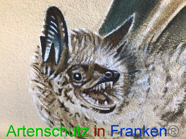 © Artenschutz in Franken® Bild zum Eintrag (1057375-160)