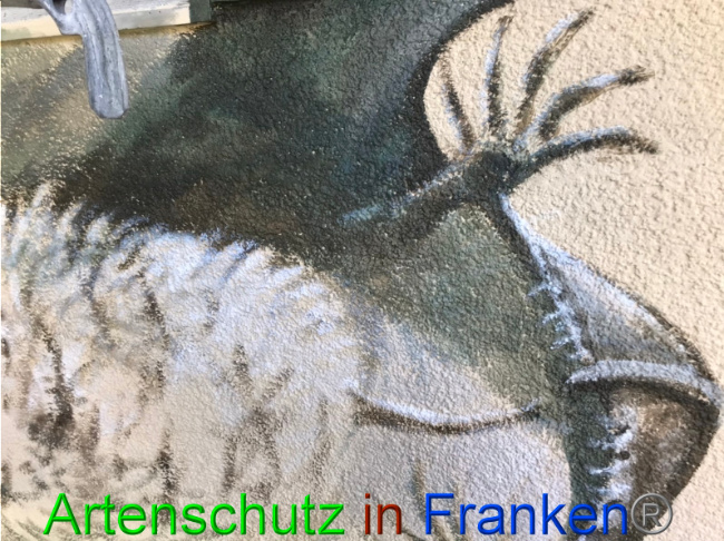 © Artenschutz in Franken® Bild zum Eintrag (1057379-160)