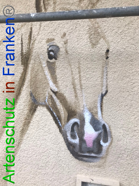 © Artenschutz in Franken® Bild zum Eintrag (1057401-160)