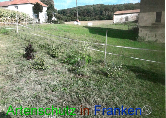 © Artenschutz in Franken® Bild zum Eintrag (1057410-160)