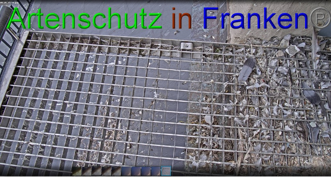 © Artenschutz in Franken® Bild zum Eintrag (1057593-160)