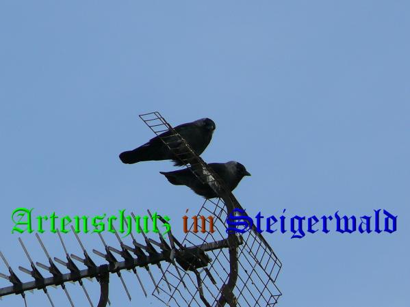 Bild zum Eintrag (1057663-160)