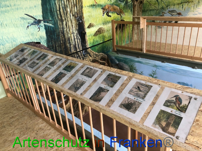 © Artenschutz in Franken® / Gemeinde Weeze Bild zum Eintrag (1057834-160)