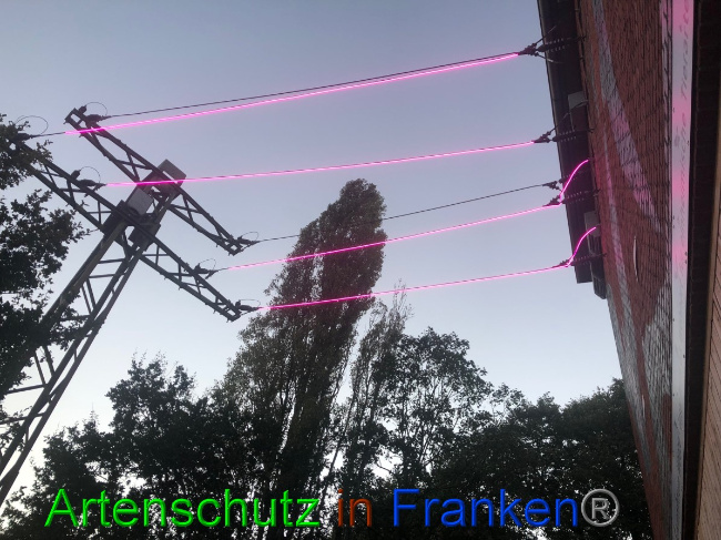 © Artenschutz in Franken® / Gemeinde Weeze Bild zum Eintrag (1057836-160)