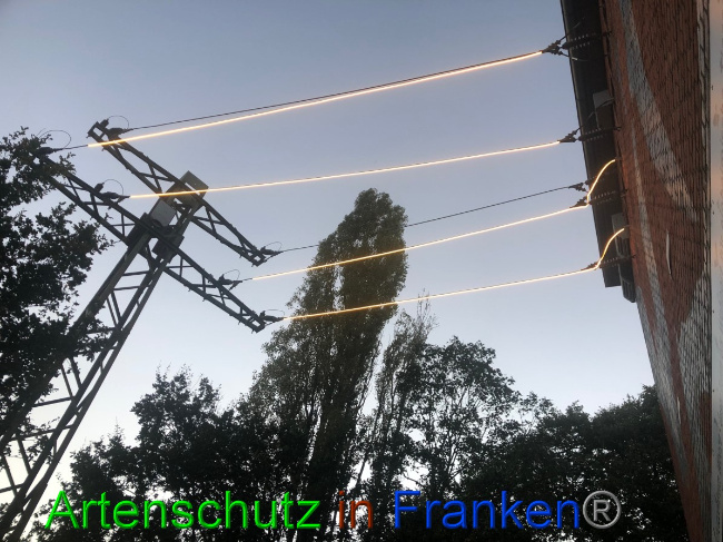 © Artenschutz in Franken® / Gemeinde Weeze Bild zum Eintrag (1057837-160)