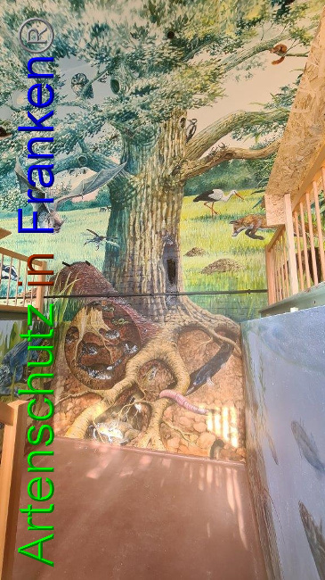 © Artenschutz in Franken® / Sonfeld Bild zum Eintrag (1057935-160)