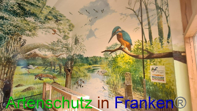 © Artenschutz in Franken® / Sonfeld Bild zum Eintrag (1057938-160)