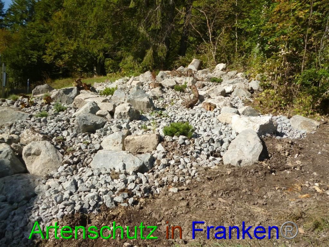 © Artenschutz in Franken® / Müller Bild zum Eintrag (1058133-160)
