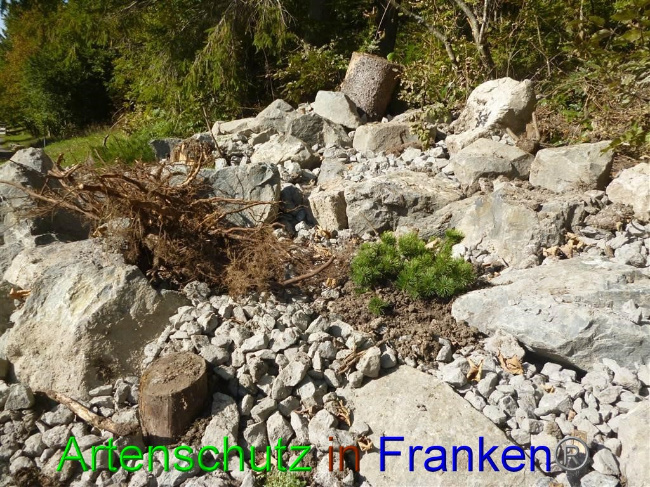 © Artenschutz in Franken® / Müller Bild zum Eintrag (1058135-160)