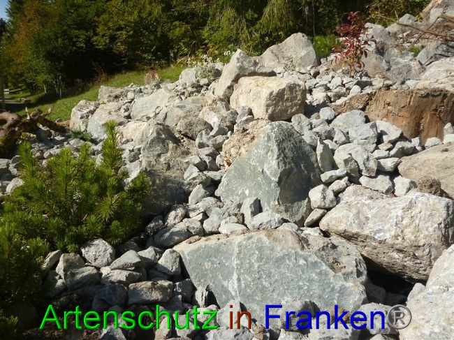 © Artenschutz in Franken® / Müller Bild zum Eintrag (1058137-160)