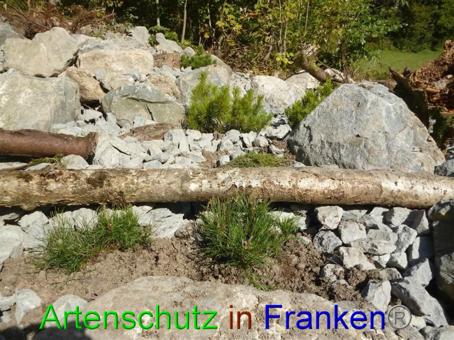 © Artenschutz in Franken® / Müller Bild zum Eintrag (1058138-160)