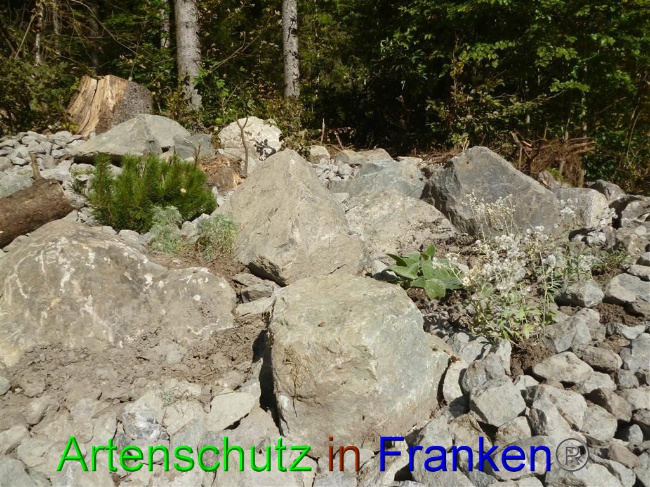 © Artenschutz in Franken® / Müller Bild zum Eintrag (1058139-160)