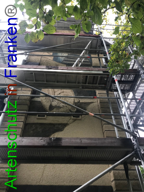 © Artenschutz in Franken® Bild zum Eintrag (1058302-160)