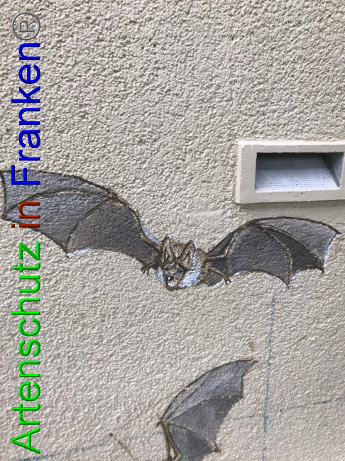 © Artenschutz in Franken® Bild zum Eintrag (1058306-160)