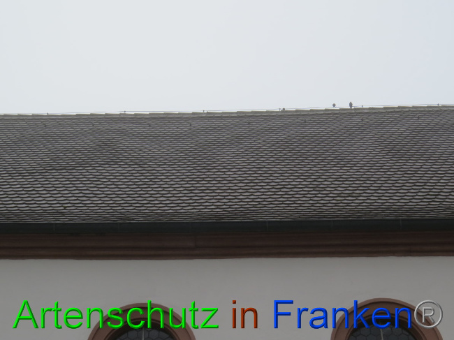 © Artenschutz in Franken® Bild zum Eintrag (1058399-160)