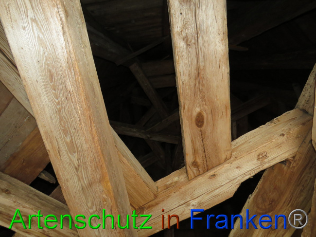© Artenschutz in Franken® Bild zum Eintrag (1058403-160)