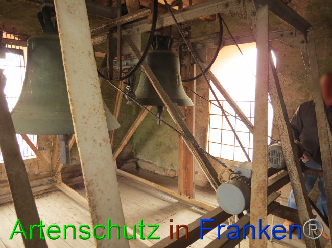 © Artenschutz in Franken® Bild zum Eintrag (1058404-160)
