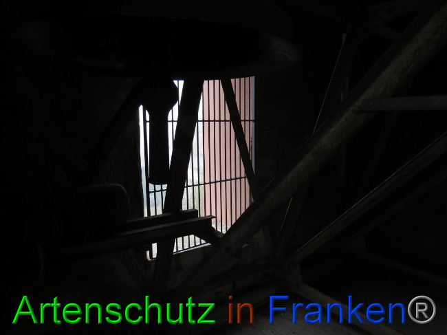 © Artenschutz in Franken® Bild zum Eintrag (1058406-160)