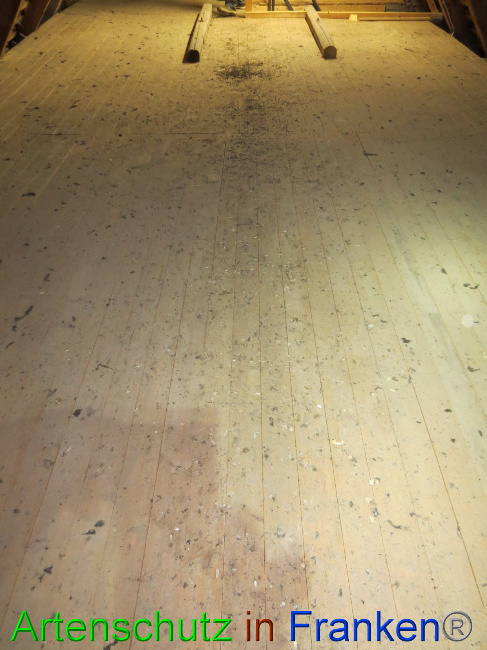 © Artenschutz in Franken® Bild zum Eintrag (1058411-160)