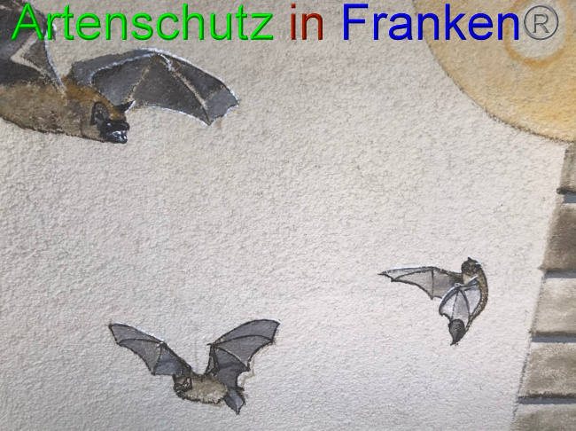 © Artenschutz in Franken® Bild zum Eintrag (1058436-160)