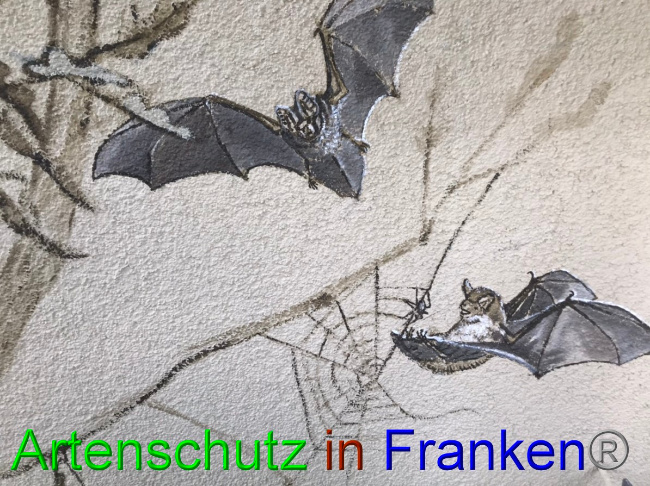 © Artenschutz in Franken® Bild zum Eintrag (1058438-160)
