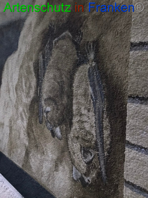 © Artenschutz in Franken® Bild zum Eintrag (1058501-160)
