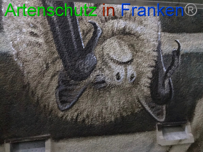 © Artenschutz in Franken® Bild zum Eintrag (1058502-160)
