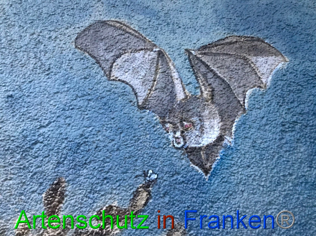 © Artenschutz in Franken® Bild zum Eintrag (1058542-160)