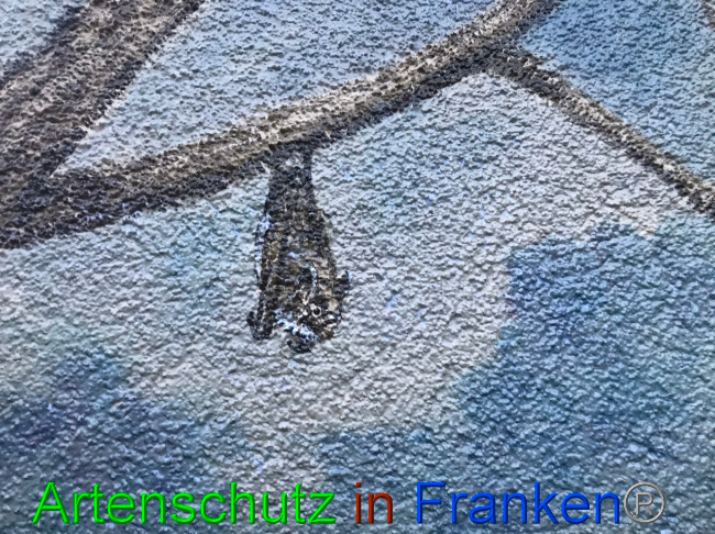 © Artenschutz in Franken® Bild zum Eintrag (1058544-160)
