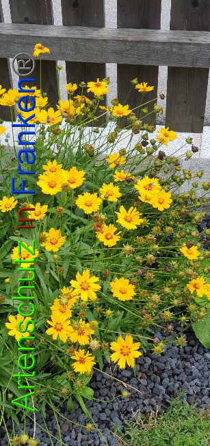 © Artenschutz in Franken® Bild zum Eintrag (1059032-160)
