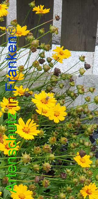 © Artenschutz in Franken® Bild zum Eintrag (1059039-160)