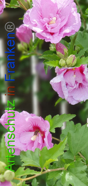 © Artenschutz in Franken® Bild zum Eintrag (1059040-160)
