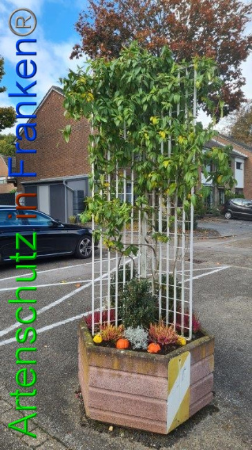 © Artenschutz in Franken® / Sonfeld Bild zum Eintrag (1059076-160)