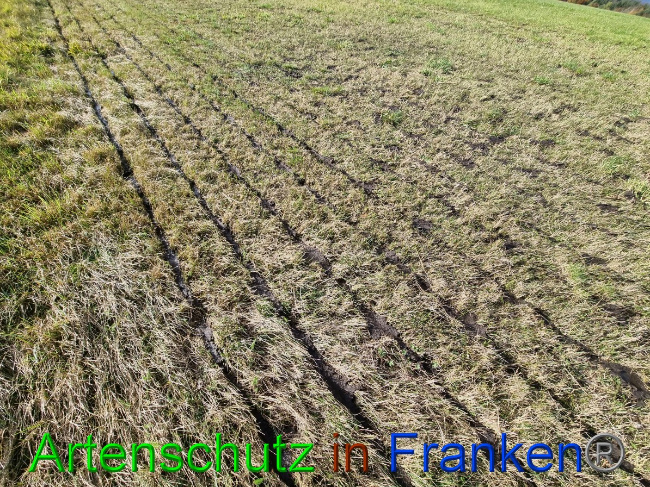 © Artenschutz in Franken® Bild zum Eintrag (1059186-160)