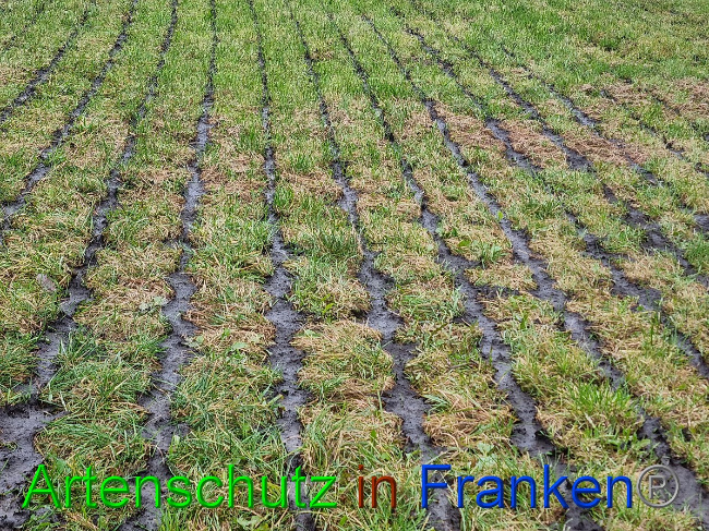© Artenschutz in Franken® Bild zum Eintrag (1059188-160)