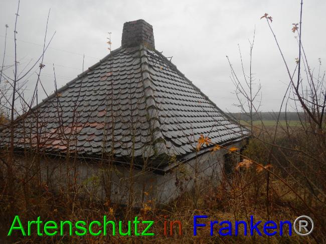 © Artenschutz in Franken® Bild zum Eintrag (1059266-160)
