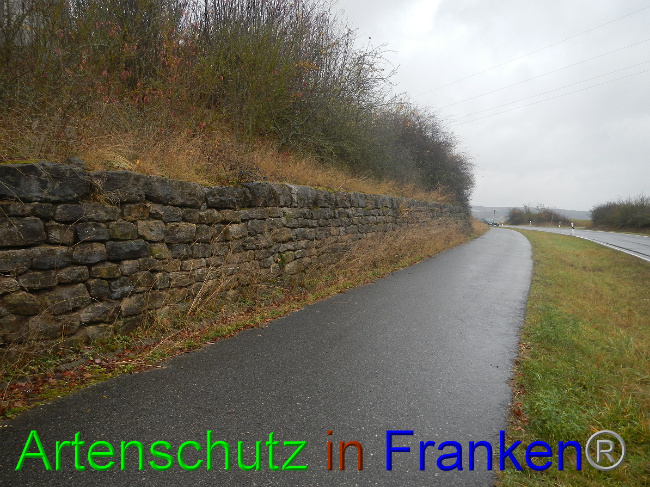 © Artenschutz in Franken® Bild zum Eintrag (1059268-160)