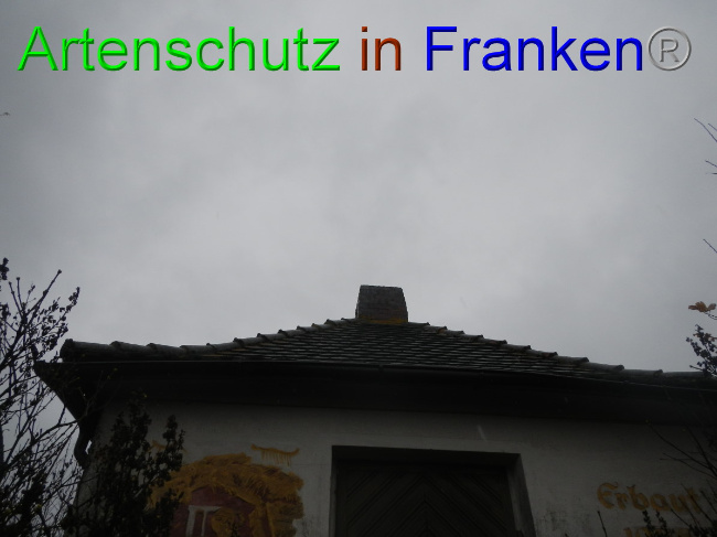 © Artenschutz in Franken® Bild zum Eintrag (1059274-160)