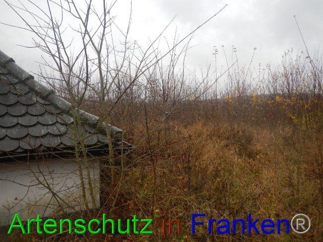 © Artenschutz in Franken® Bild zum Eintrag (1059276-160)
