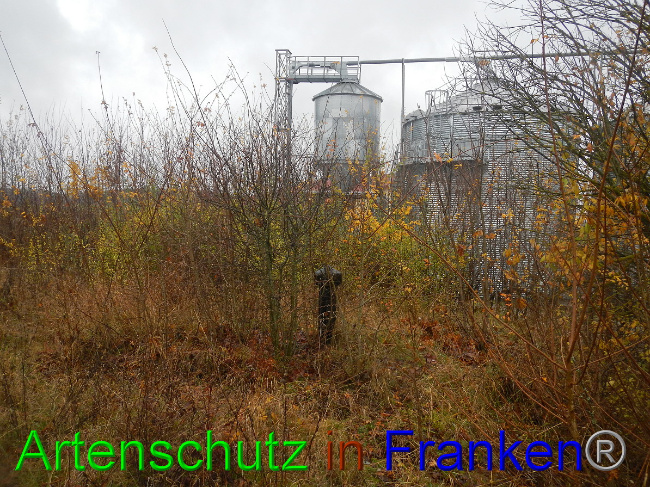 © Artenschutz in Franken® Bild zum Eintrag (1059280-160)