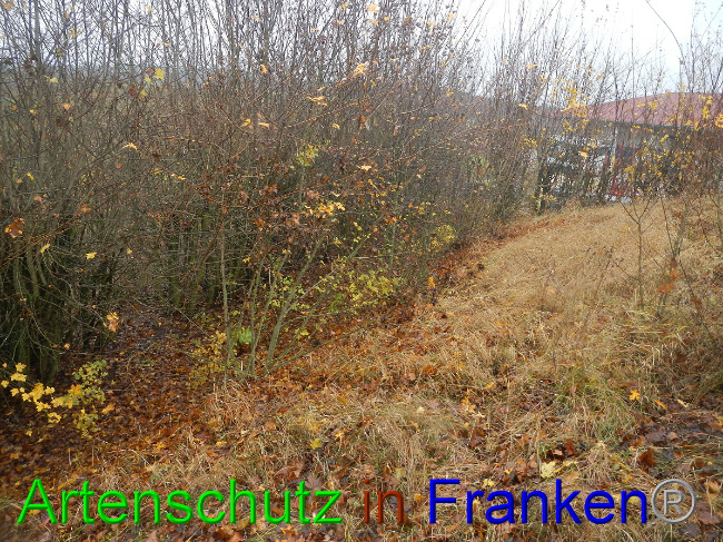 © Artenschutz in Franken® Bild zum Eintrag (1059281-160)
