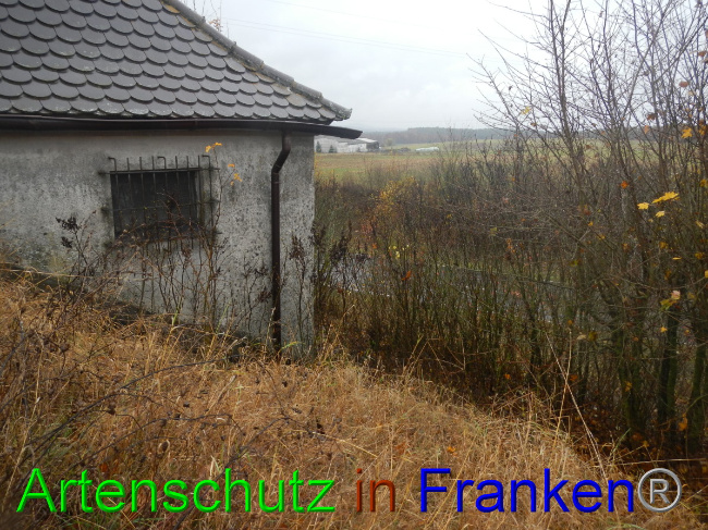 © Artenschutz in Franken® Bild zum Eintrag (1059282-160)