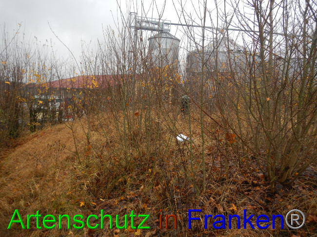 © Artenschutz in Franken® Bild zum Eintrag (1059284-160)