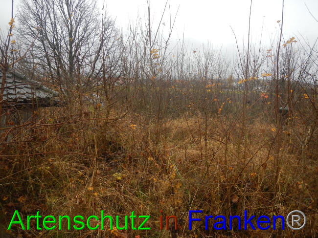 © Artenschutz in Franken® Bild zum Eintrag (1059290-160)