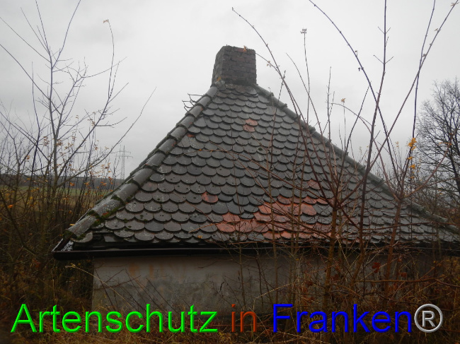 © Artenschutz in Franken® Bild zum Eintrag (1059291-160)