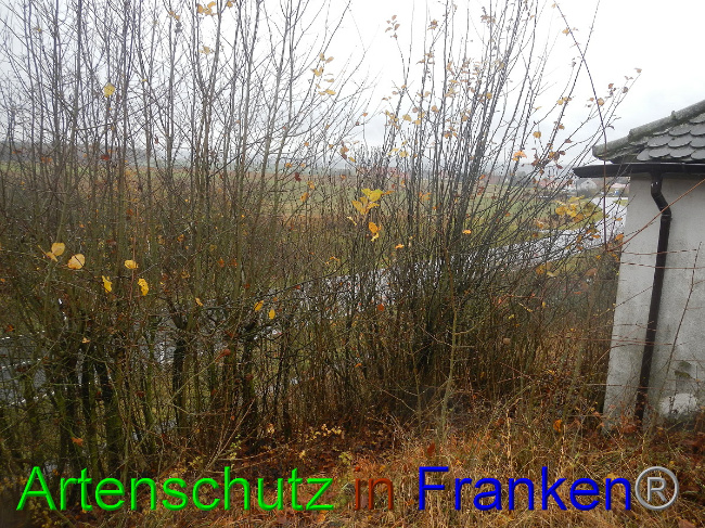 © Artenschutz in Franken® Bild zum Eintrag (1059292-160)