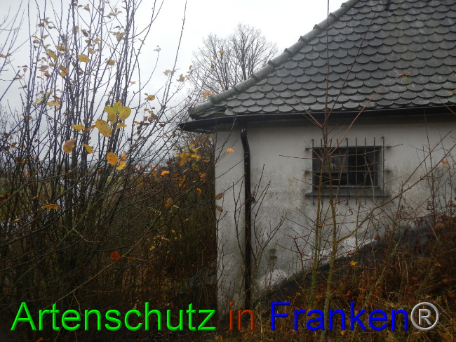 © Artenschutz in Franken® Bild zum Eintrag (1059294-160)